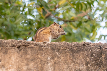 Les test de terrains