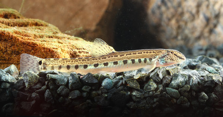 Spined loach, Cobitis taenia is  resting