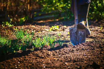 Worker digs the black soil with shovel in the vegetable garden, man loosens dirt in the farmland, agriculture and tough work concept. Copy sace