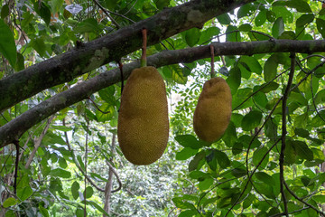 Jackfruit tree
