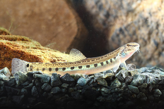 Spined loach, Cobitis taenia is  resting in the freshwater aquarium