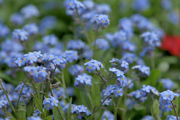 Flower of forget me not, Myosotis