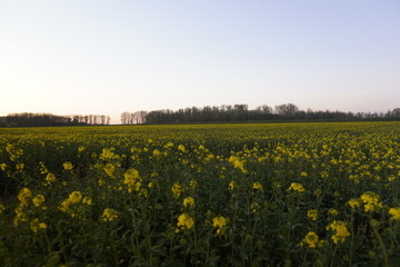 Schöner Blick über ein Rapsfeld