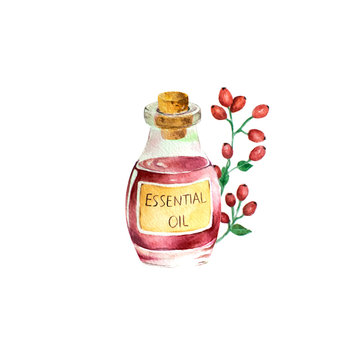 Bottle of rose hip essential oil and rose hip branch. Hand painted watercolor illustration for your design, isolated object on white background.