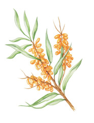 sea buckthorn