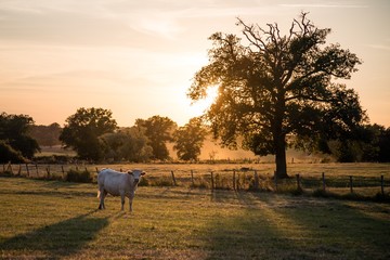 Shot of a  white cow grazing in a green meadow at the sunset