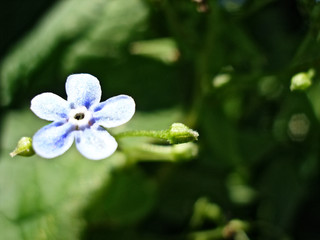 a small delicate fragile forget me not flower on a green background a warm summer day
