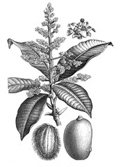 Mango tree (Mangifera indica) / Antique engraved illustration from Brockhaus Konversations-Lexikon 1908