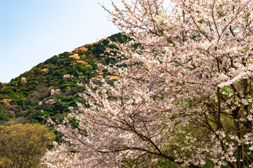 両郡橋の桜