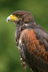 rapace aigle buse milan

