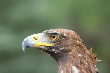 rapace aigle buse milan

