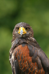 rapace aigle buse milan


