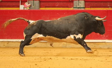 Fotobehang bull in the bullring in spain © Antonio