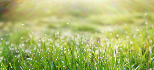 Bright green grass with dewdrops under the rays of the morning sun. Spring time