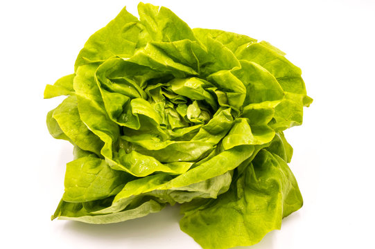 Fresh green lettuce salad
