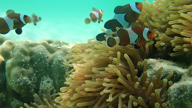 clownfish in anemone in slow motion