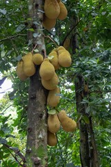 Jackfruit tree