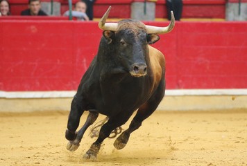 bull in the bullring in spain