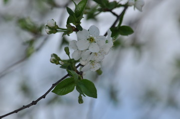 
Spring. Cherry blossoms