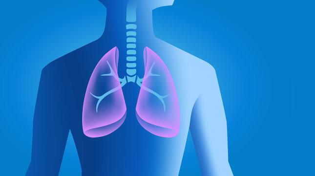 Human Lungs &ndash; male torso with respiratory organ