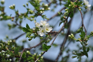 
Spring. Cherry blossoms