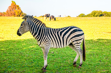 Obraz premium Zebra in the natural reserve of Brijuni also known as Brioni National Park in Croatia