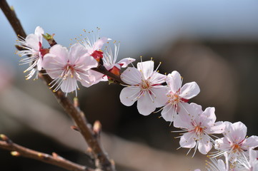 Spring. Nature comes to life