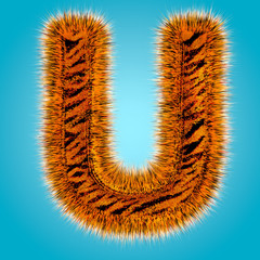 Tiger english alphabet and number 3D rendering of funny fur font isolated on blue background. Halloween concept. 3d illustration