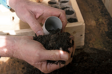 Preparing toilet roll holders to plant seeds, UK home gardening