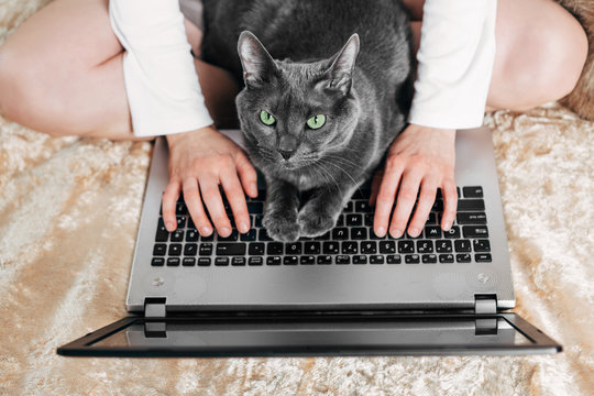 View from above. Close-up female hands on laptop keyboard and cat. Remote work.