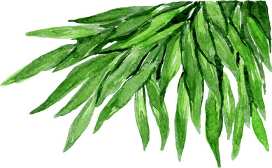 Watercolor illustration of tropical leaves, for wedding cards, romantic prints, fabrics, textiles and scrapbooking. - 336121605