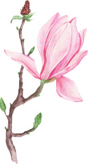Watercolor illustration of magnolia flowers, for wedding cards, romantic prints, fabrics, textiles and scrapbooking. - 336121610