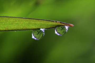 Inverted Refraction of a Garden inside Two Raindrops