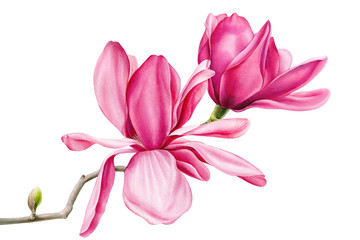 pink magnolia on an isolated white background, watercolor flowers