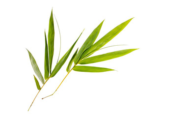 Fresh bamboo leaves isolated