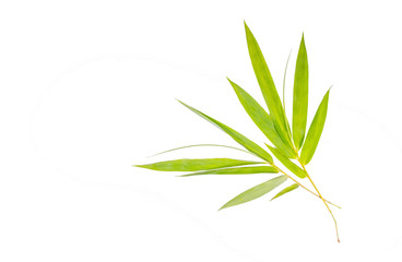 Fototapeta premium Green bamboo leaves isolated on white.