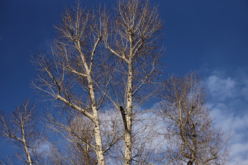 Fototapeta na wymiar High tree blue sky