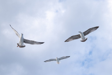 seagull in flight