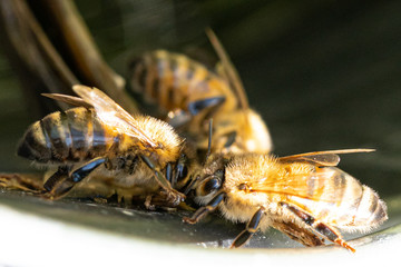 Rassemblement d'abeilles en macro