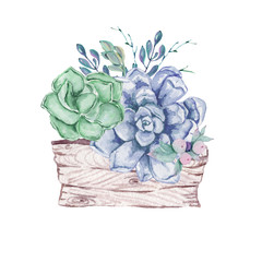 Cute watercolor hand drawn illustration of succulents isolated on a white background, for Valentine's Day greeting card, wedding card, romantic prints and scrapbooking. - 336122070
