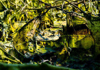 Sumpf Moor Feuchtigkeit Algen Biomasse Details Nahaufnahme Makro Brombeerstrauch Äste Triebe Schlamm Tümpel Hochwasser austrocknen Kulisse Grusel Geister Schreck Grüntöne Natur Algenfilm Phantasie