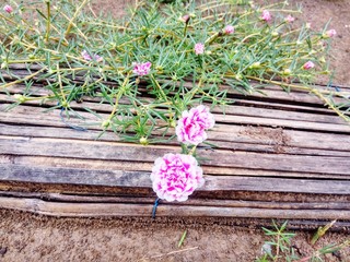pink flowers on wooden background