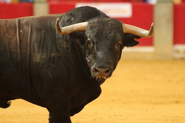 bull in the bullring in spain