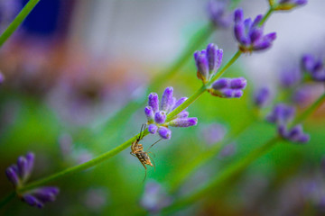 mosquito resting on a branch of purple lavender