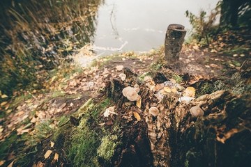 small mushrooms on a rotten stump