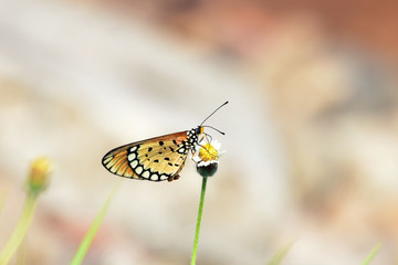 butterfly on a flower