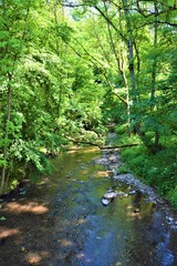 Stream in forest nature landscape