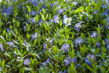Beautiful purple flowers of vinca on background of green leaves. Vinca minor (small periwinkle, small periwinkle, ordinary periwinkle) as decoration of garden. Close-up. Concept of nature for design.