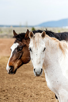 White and Brown Horse with a Blaze