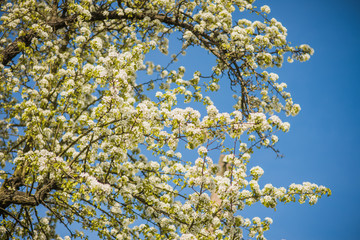 beautiful tree with white flowers